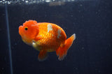 Juvenile Lionchu  Red White 3.5 Inch (ID#311R11a-14) Free2Day SHIPPING