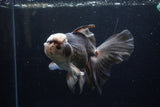 Thai Oranda  Panda 6.5 Inch (ID#1224To6b-92)