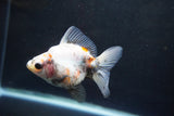 Ryukin  Calico 3 Inch (ID#924Ry7a-6) Free2Day SHIPPING