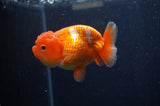 Juvenile Lionchu  Red White 3.5 Inch (ID#311R11a-14) Free2Day SHIPPING