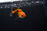 Baby Thai Oranda  Tricolor 2.5 Inch (ID#221TPTA-85) Free2Day SHIPPING