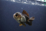 Short Body Thai Oranda  Panda 3 Inch (ID#1112To14b-59) Free2Day SHIPPING