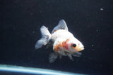 Ryukin  Calico 3 Inch (ID#924Ry7a-6) Free2Day SHIPPING