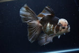 Thai Oranda  Panda 6.5 Inch (ID#1224To6b-92)