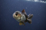 Short Body Thai Oranda  Panda 3 Inch (ID#1112To14b-59) Free2Day SHIPPING