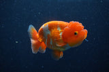 Juvenile Lionchu  Red White 3.5 Inch (ID#311R11a-14) Free2Day SHIPPING