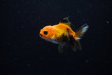 Baby Thai Oranda  Tricolor 2.5 Inch (ID#221TPTA-85) Free2Day SHIPPING