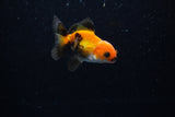 Baby Thai Oranda  Tricolor 2.5 Inch (ID#221TPTA-85) Free2Day SHIPPING
