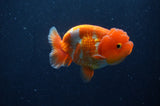 Juvenile Lionchu  Red White 3.5 Inch (ID#311R11a-14) Free2Day SHIPPING