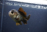 Short Body Thai Oranda  Panda 3 Inch (ID#1112To14b-59) Free2Day SHIPPING