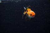 Baby Thai Oranda  Tricolor 2.5 Inch (ID#221TPTA-85) Free2Day SHIPPING