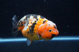 Milk Cow Ranchu  Calico 5 Inch (ID#411R10a-95) Free2Day SHIPPING