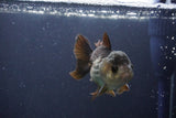 Short Body Thai Oranda  Panda 3 Inch (ID#1112To14b-59) Free2Day SHIPPING