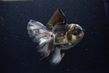 Thai Oranda  Panda 5.5 Inch (ID#1224To6b-93)