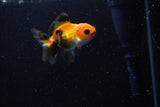 Baby Thai Oranda  Tricolor 2.5 Inch (ID#221TPTA-85) Free2Day SHIPPING
