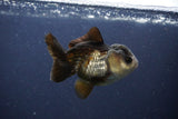 Short Body Thai Oranda  Panda 3 Inch (ID#1112To14b-59) Free2Day SHIPPING