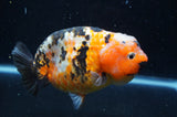 Milk Cow Ranchu  Calico 5 Inch (ID#411R10a-95) Free2Day SHIPPING