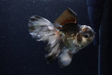 Thai Oranda  Panda 5.5 Inch (ID#1224To6b-93)