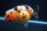 Milk Cow Ranchu  Calico 5 Inch (ID#411R10a-95) Free2Day SHIPPING