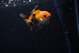 Baby Thai Oranda  Tricolor 2.5 Inch (ID#221TPTA-85) Free2Day SHIPPING