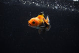 Baby Thai Oranda  Tricolor 2.5 Inch (ID#221TPTA-85) Free2Day SHIPPING