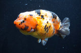 Milk Cow Ranchu  Calico 5 Inch (ID#411R10a-95) Free2Day SHIPPING