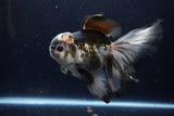 Thai Oranda  Panda 5.5 Inch (ID#1224To6b-93)