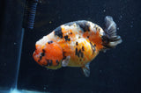 Milk Cow Ranchu  Calico 5 Inch (ID#411R10a-95) Free2Day SHIPPING