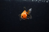 Baby Thai Oranda  Tricolor 2.5 Inch (ID#221TPTA-85) Free2Day SHIPPING