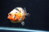 Milk Cow Ranchu  Calico 5 Inch (ID#411R10a-95) Free2Day SHIPPING
