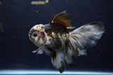 Thai Oranda  Panda 5.5 Inch (ID#1224To6b-93)