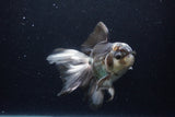 Thai Oranda  Panda 5.5 Inch (ID#1224To6b-93)