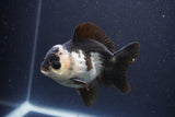 Short Body Thai Oranda  Panda 4 Inch (ID#1108To14b-62) Free2Day SHIPPING