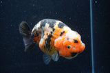 Milk Cow Ranchu  Calico 5 Inch (ID#411R10a-95) Free2Day SHIPPING