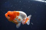 Juvenile Lionchu  Red White 3.5 Inch (ID#1018R11b-27) Free2Day SHIPPING