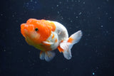 Juvenile Lionchu  Red White 3.5 Inch (ID#1018R11b-27) Free2Day SHIPPING