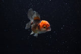 Baby Thai Oranda  Tricolor 2.5 Inch (ID#221TPTA-86) Free2Day SHIPPING