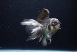 Thai Oranda  Panda 5.5 Inch (ID#1224To6b-93)