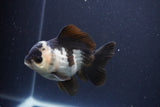 Short Body Thai Oranda  Panda 4 Inch (ID#1108To14b-62) Free2Day SHIPPING