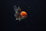 Baby Thai Oranda  Tricolor 2.5 Inch (ID#221TPTA-86) Free2Day SHIPPING