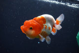 Juvenile Lionchu  Red White 3.5 Inch (ID#1018R11b-27) Free2Day SHIPPING