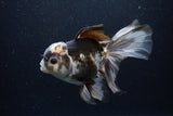 Thai Oranda  Panda 5.5 Inch (ID#1224To6b-93)