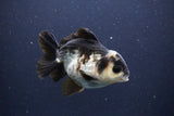 Short Body Thai Oranda  Panda 4 Inch (ID#1108To14b-62) Free2Day SHIPPING