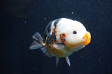 Milk Cow Ranchu  Calico 5 Inch (ID#415R10a-87) Free2Day SHIPPING
