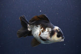 Short Body Thai Oranda  Panda 4 Inch (ID#1108To14b-62) Free2Day SHIPPING