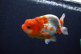 Juvenile Lionchu  Red White 3.5 Inch (ID#1018R11b-27) Free2Day SHIPPING