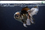 Thai Oranda  Panda 5.5 Inch (ID#1224To6b-93)