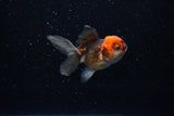 Baby Thai Oranda  Tricolor 2.5 Inch (ID#221TPTA-86) Free2Day SHIPPING