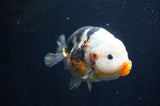 Milk Cow Ranchu  Calico 5 Inch (ID#415R10a-87) Free2Day SHIPPING
