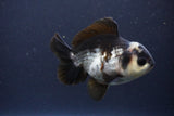 Short Body Thai Oranda  Panda 4 Inch (ID#1108To14b-62) Free2Day SHIPPING